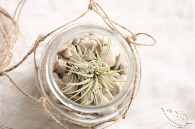 tillandsia terrarium diy