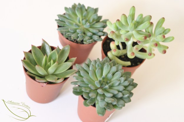 succulentes terrarium diy