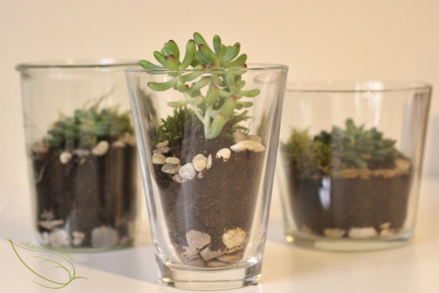 Fabriquer un terrarium diy pour plantes grasses type succulentes